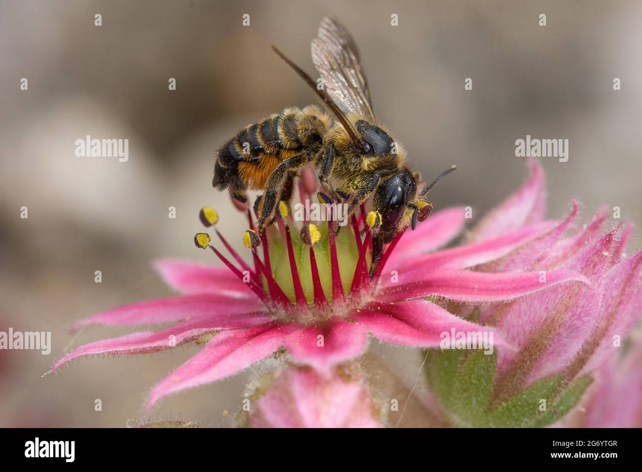 Blattschneiderbiene am Hauswurz Stock Photo