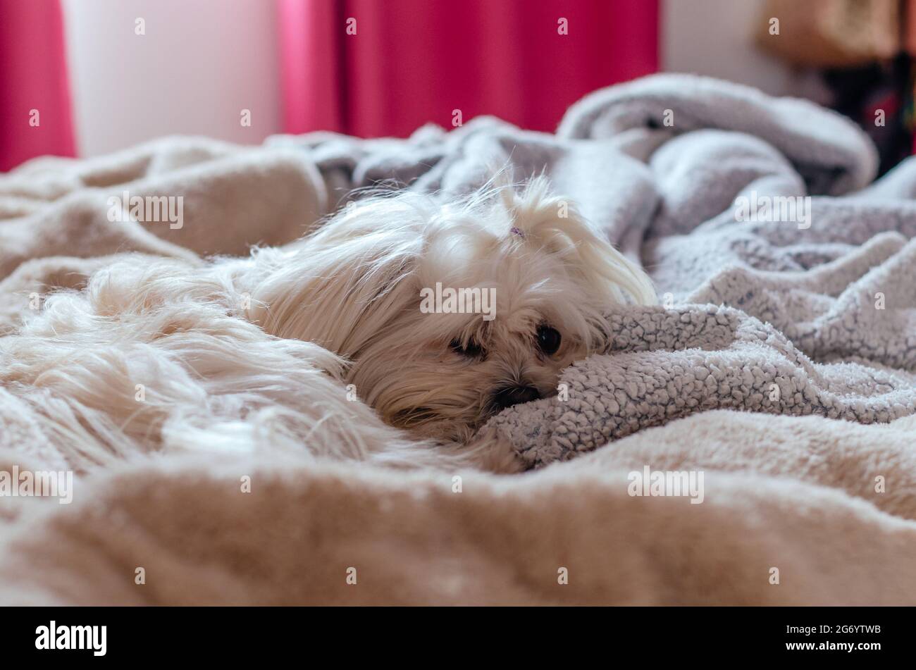 Cute Maltese puppy sleeping between the covers of a human bed looking at the camera Stock Photo