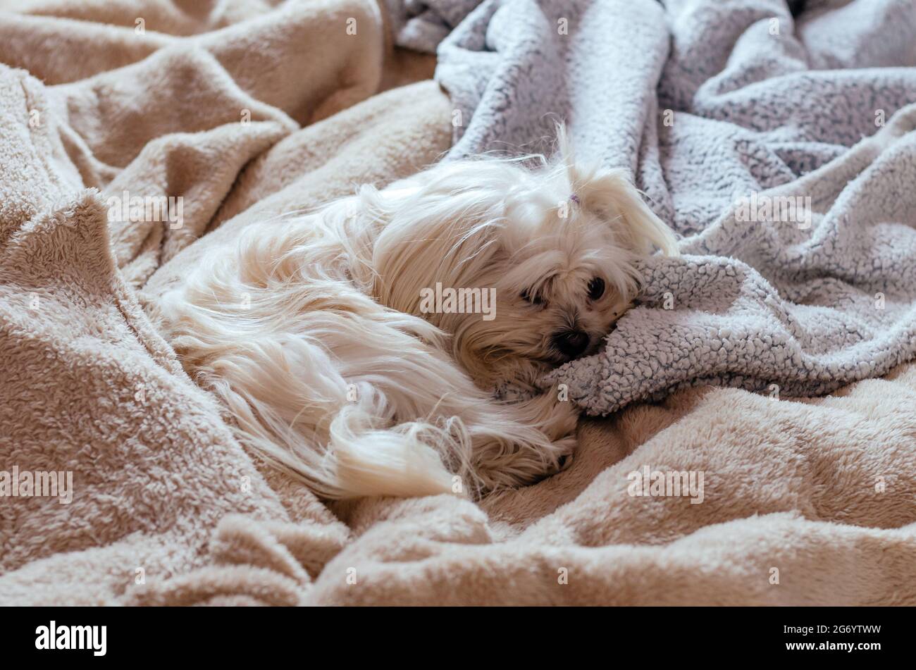Cute Maltese puppy sleeping between the covers of a human bed looking