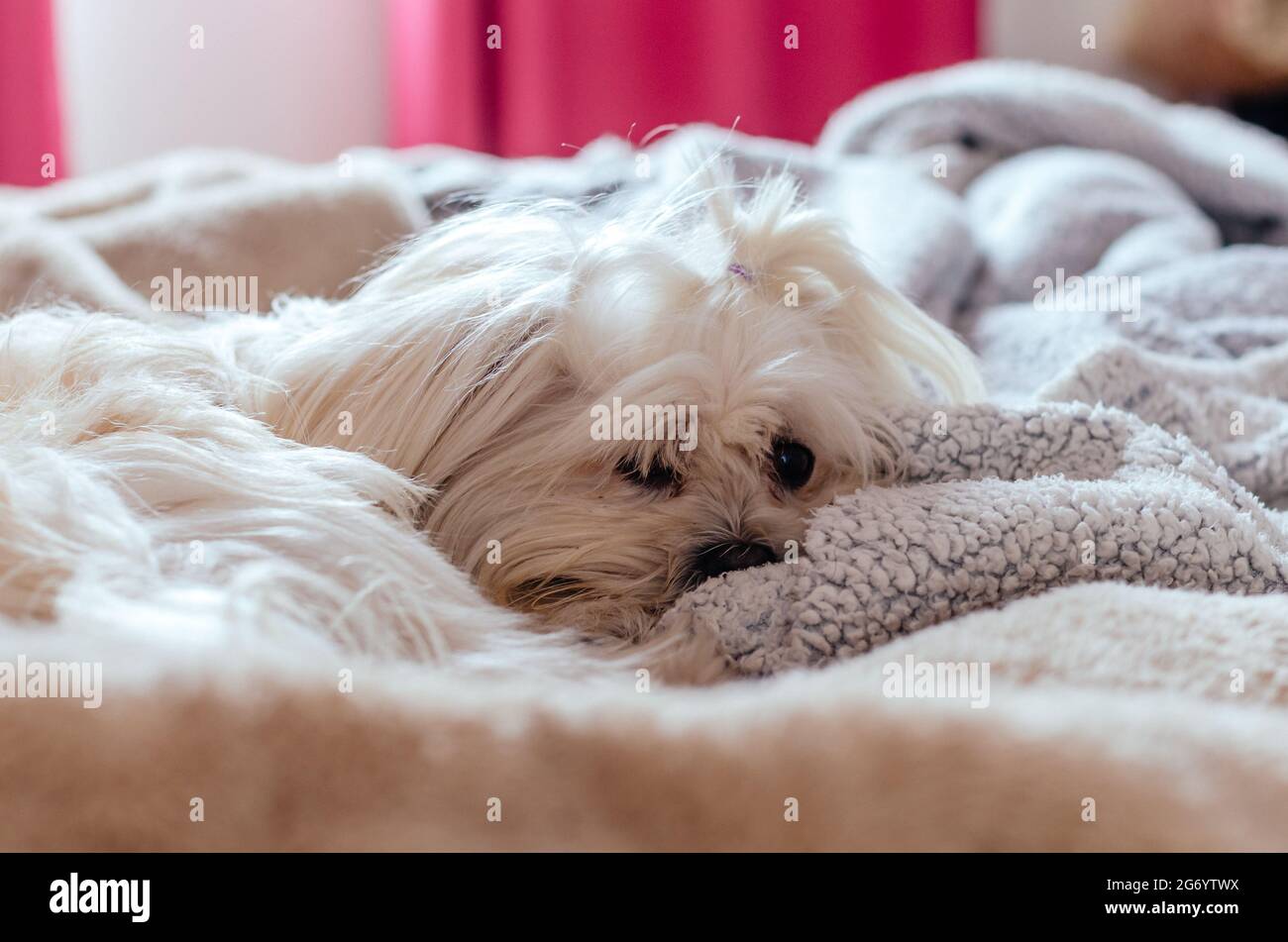 How Many Hours Do Maltese Puppies Sleep