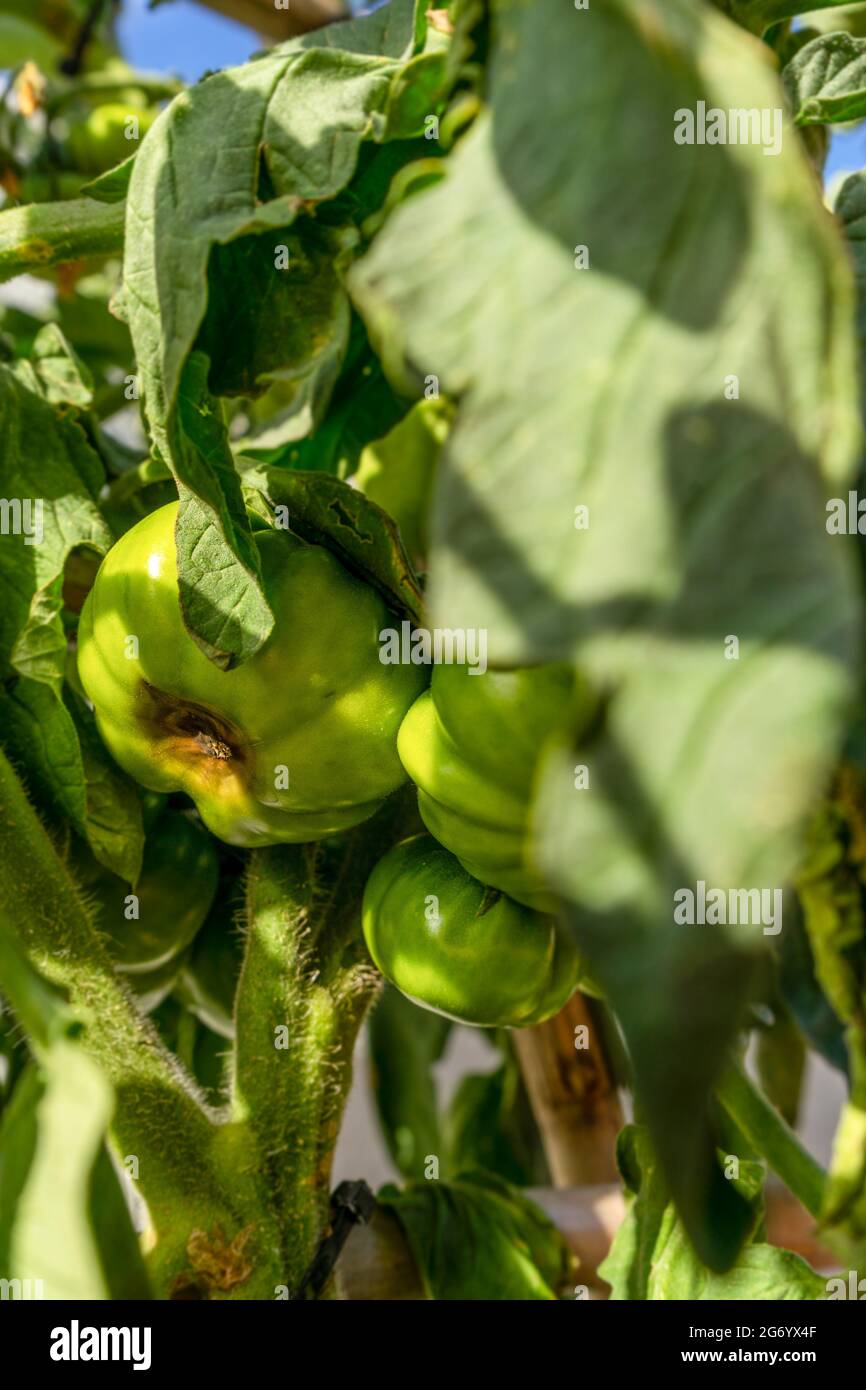 Vegetable, tomato plant problems and sickness ,too much water cause of