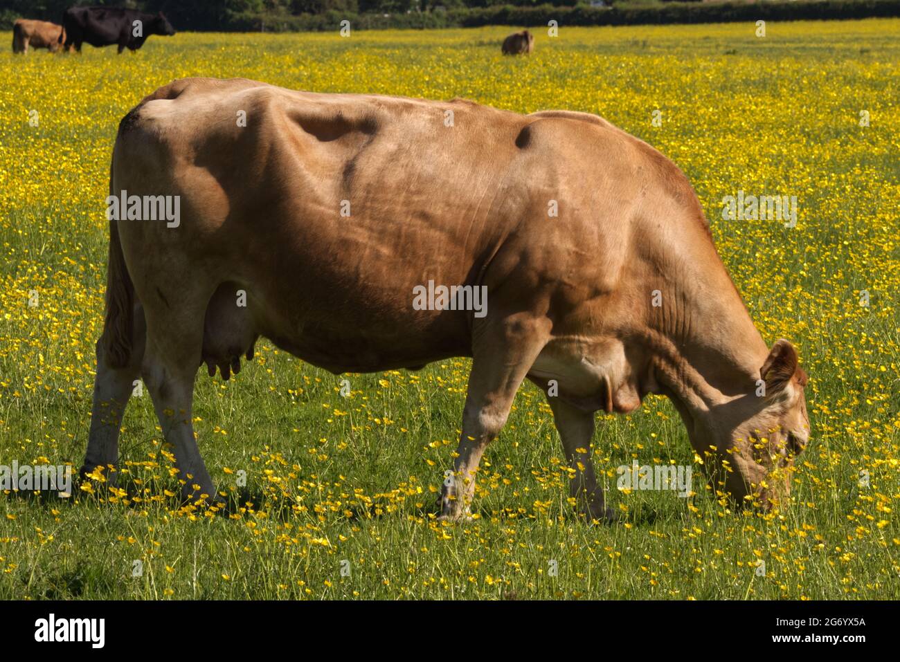 Dairy cow in a buttercup field Stock Photo