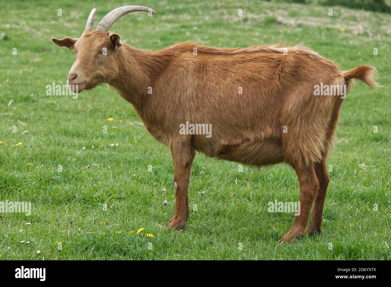 Golden Guernsey goat in a meadow Stock Photo