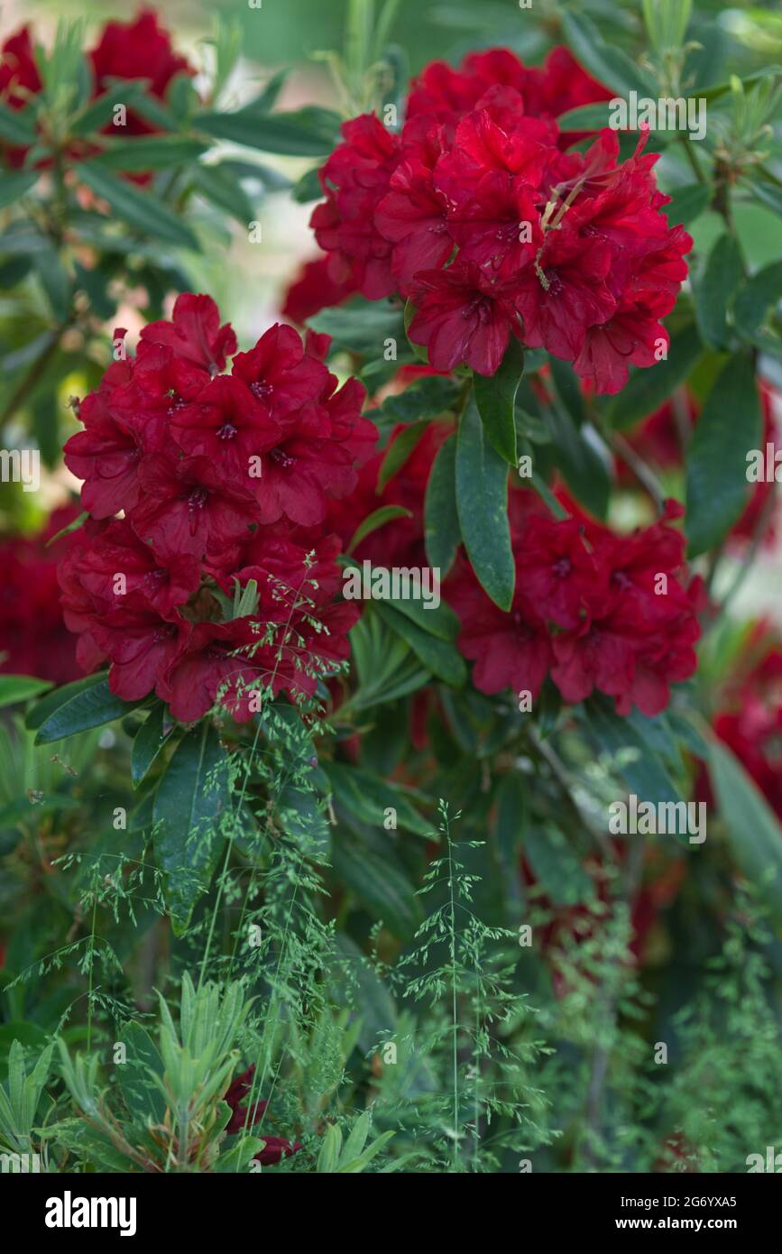 Henry's Red, Rhododendron Stock Photo