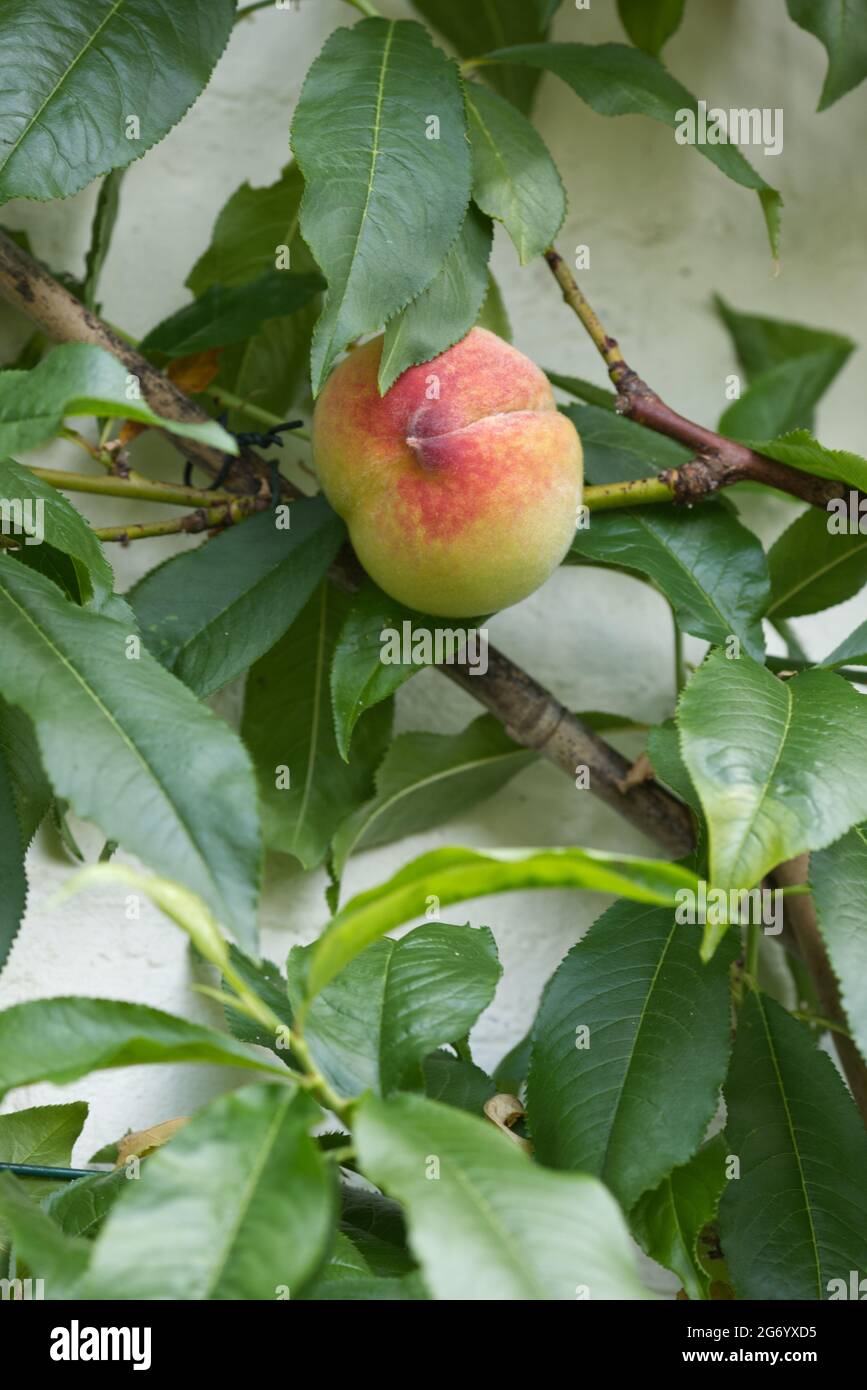 Prunus persica, Avalon Pride, Peach tree Stock Photo