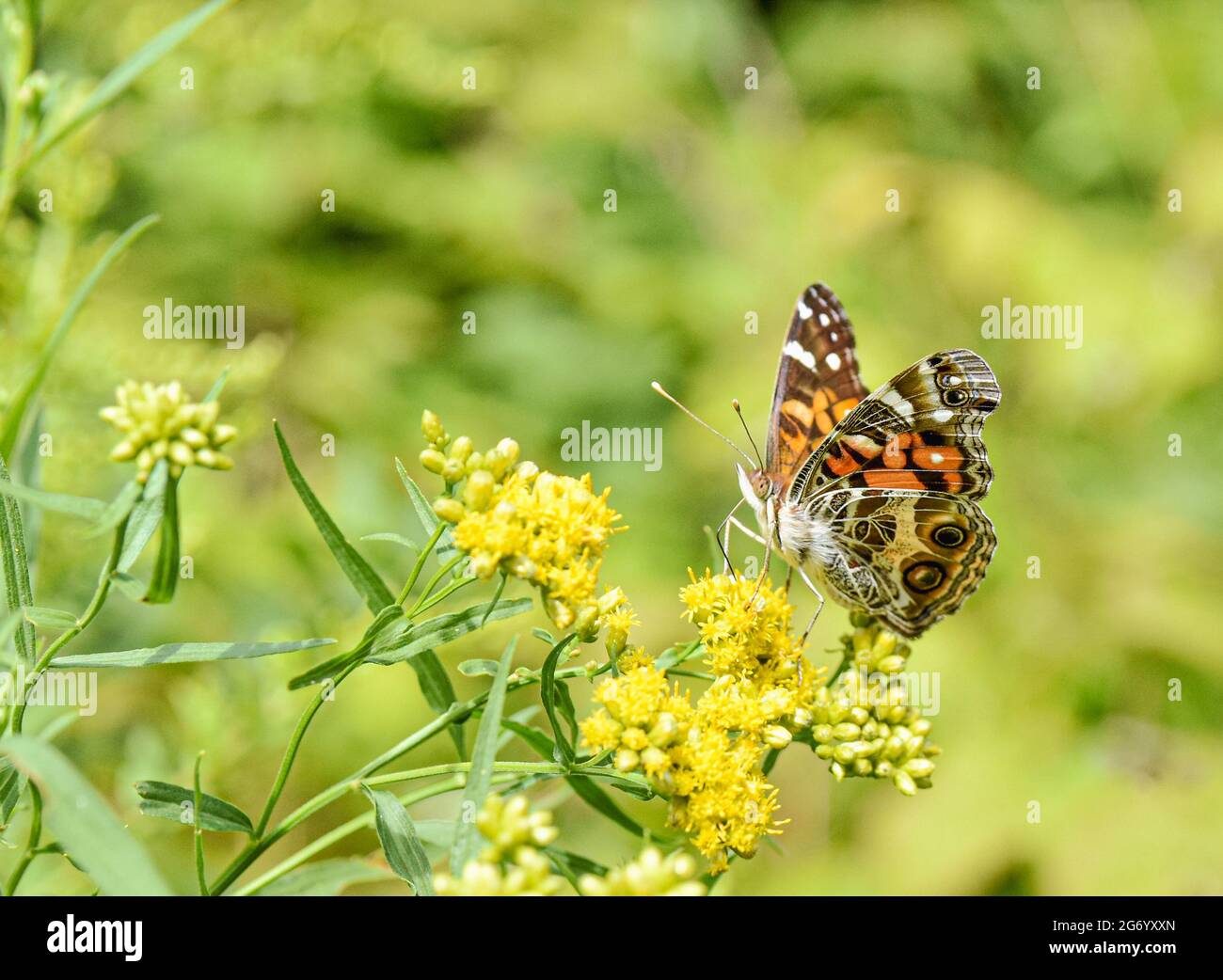 American Lady butterfly (Vanessa virginiensis) feeding on small yellow flowers. Copy space. Closeup. Stock Photo