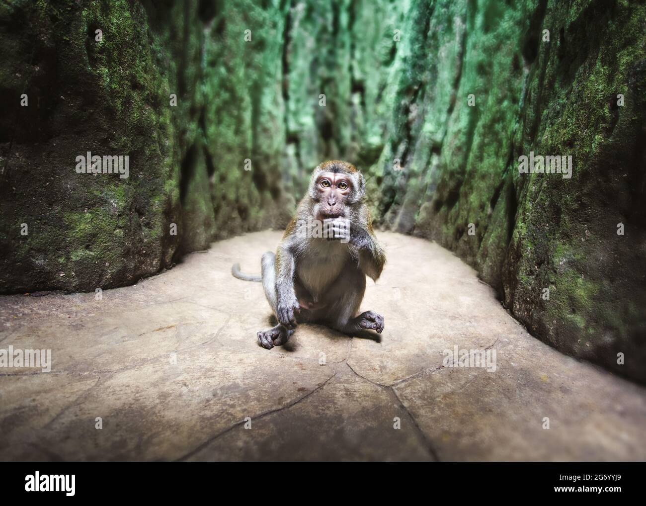 Monkey Bottom High Resolution Stock Photography And Images Alamy