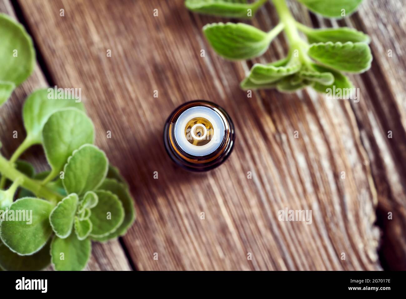 A bottle of silver spurflower tincture with fresh Plectranthus argentatus plant - natural herbal remedy against common cold Stock Photo