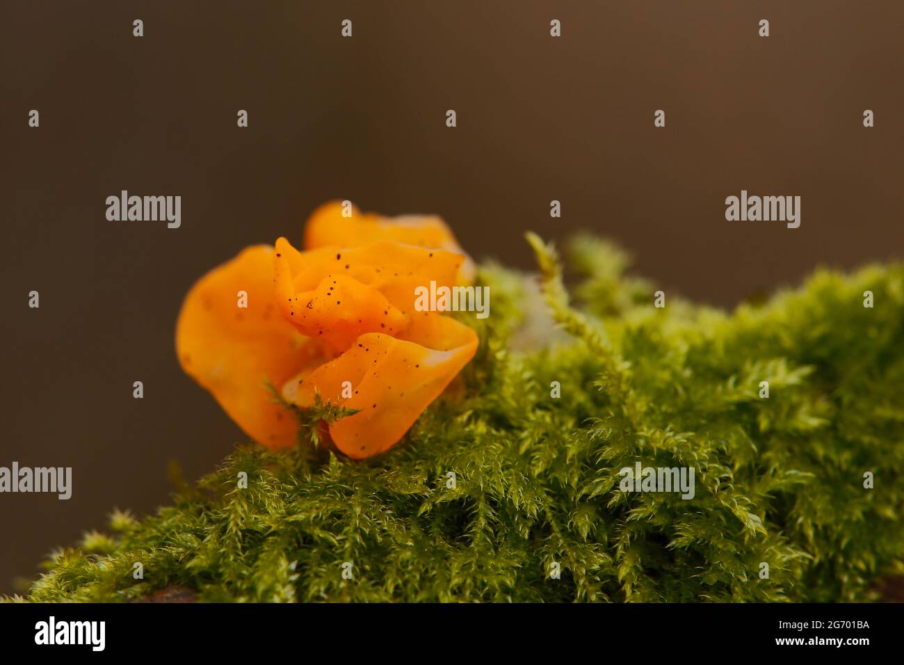 A golden yellow tremella is surrounded by green moss. Stock Photo