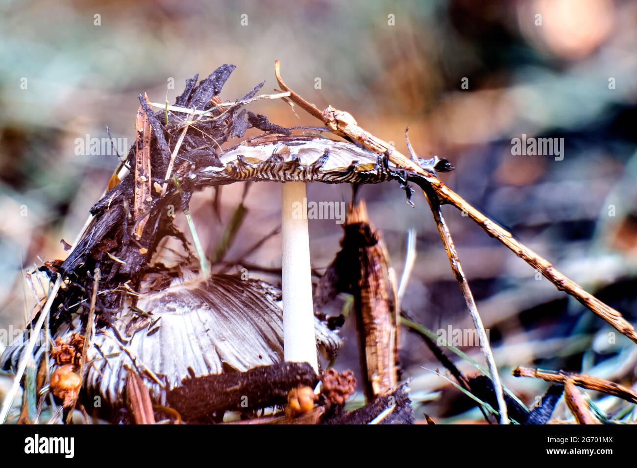 Mushrooms bust out of the ground Stock Photo Alamy