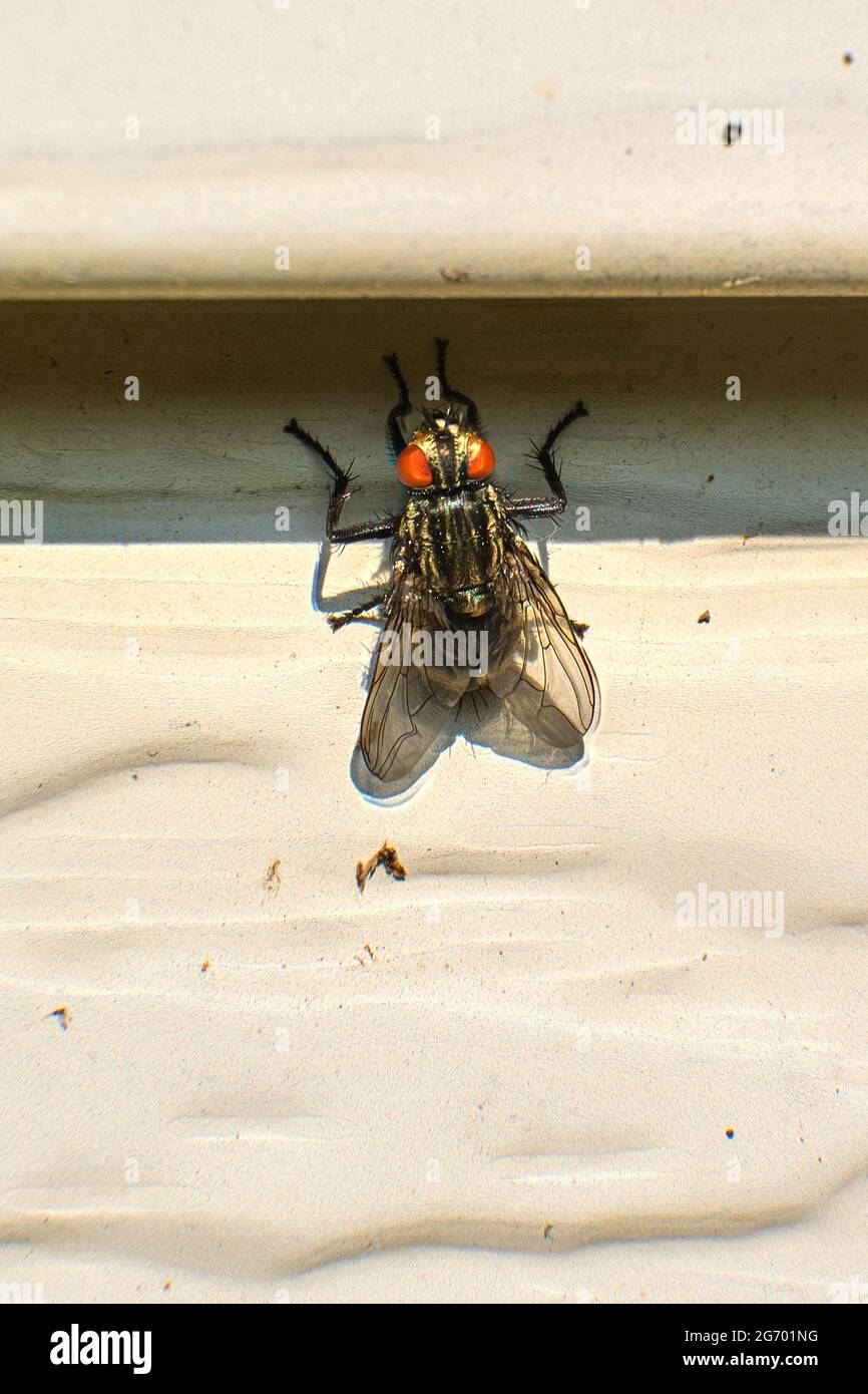 Flesh fly rests on house siding in the morning sun Stock Photo