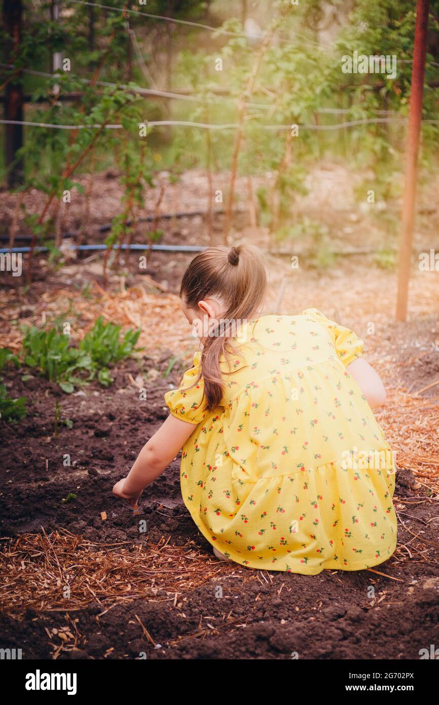 back view a girl in a yellow dress squats and plants seeds of healthy vegetables in the black moist soil on a warm summer day at sunset Stock Photo