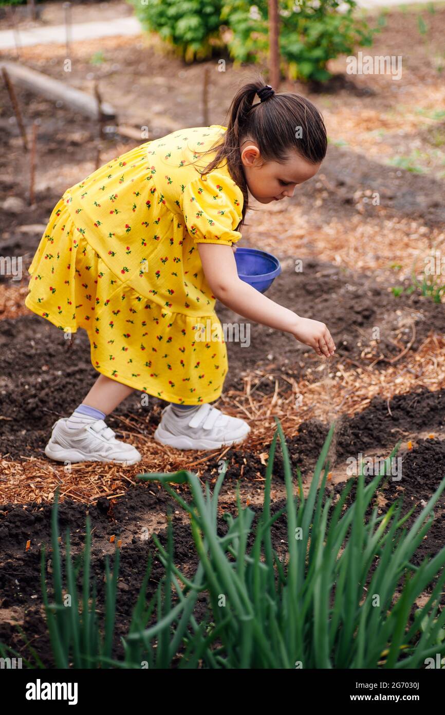 life style full-length portrait of an elementary school girl in a dress helps her parents in the garden and plants seeds of plants or vegetables in Stock Photo
