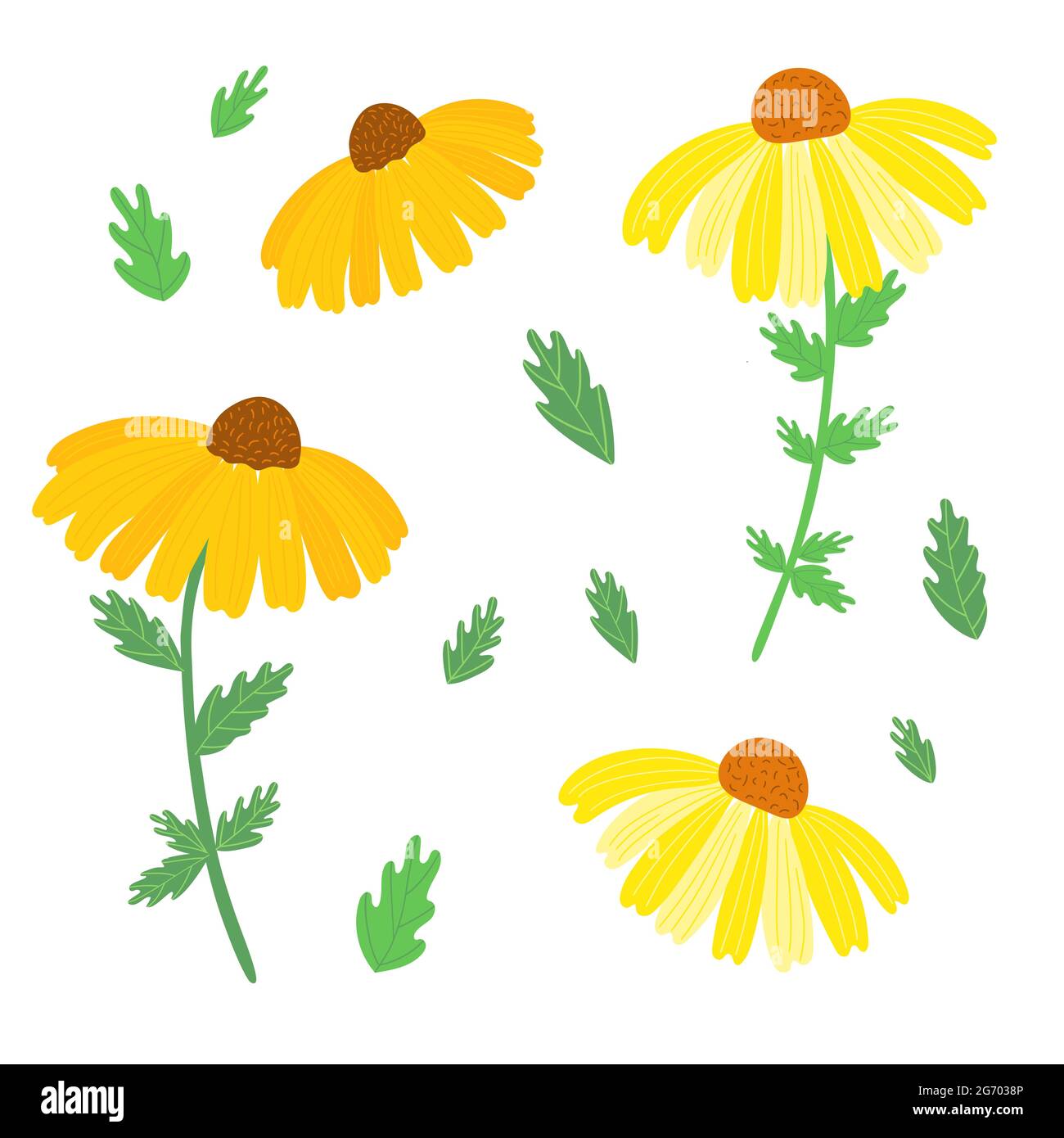 Black Eyed Susan Flower Clipart