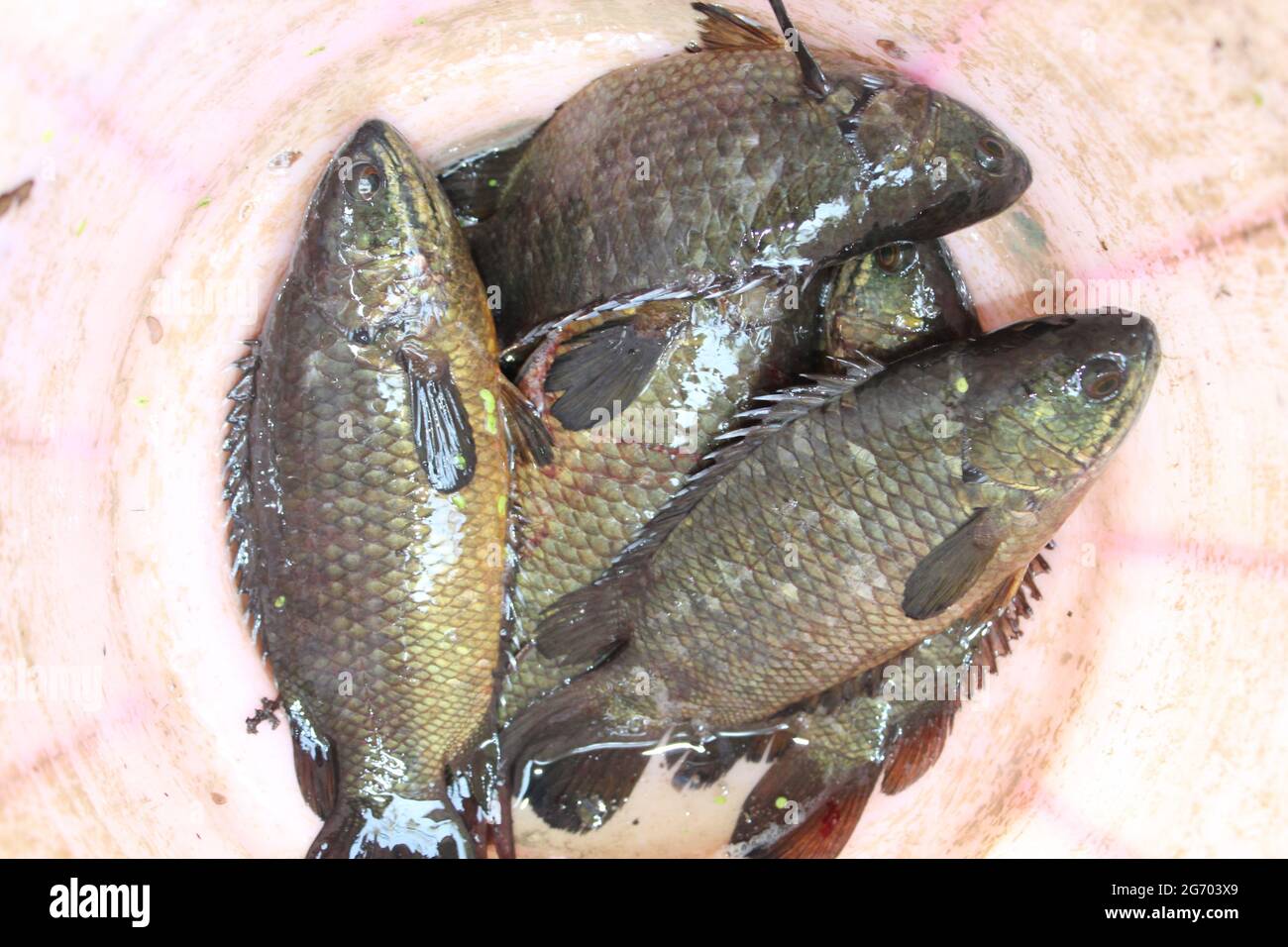 Fish in the bucket hi-res stock photography and images - Alamy