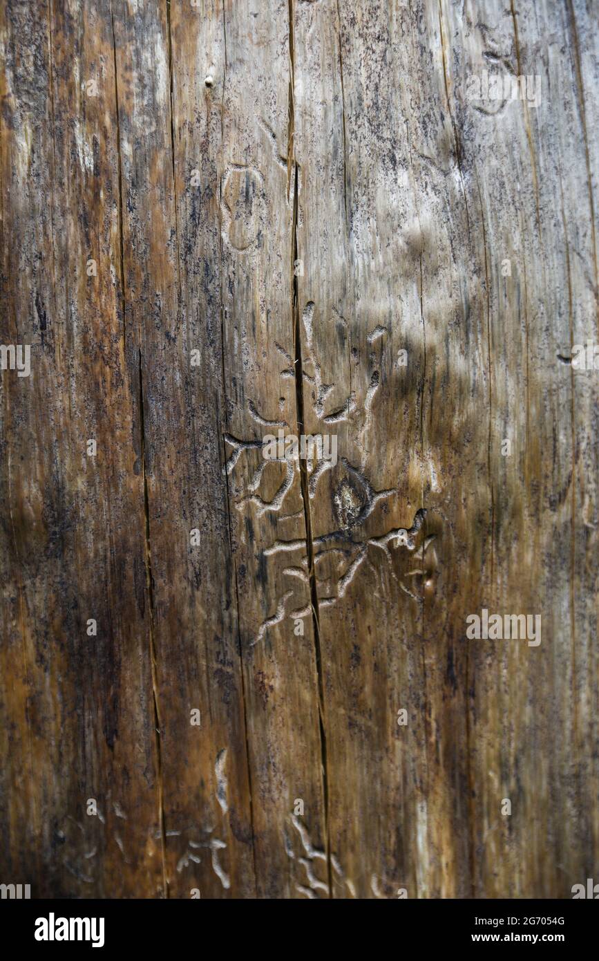 A dry tree without bark in the forest. Stock Photo