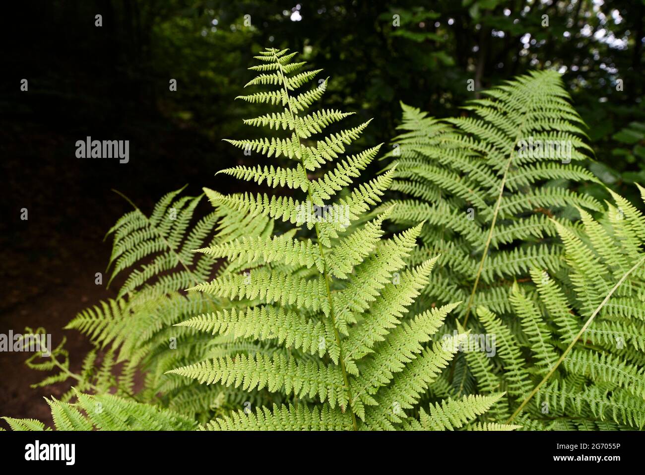 Beautiful ferns leaves natural hi-res stock photography and images - Alamy