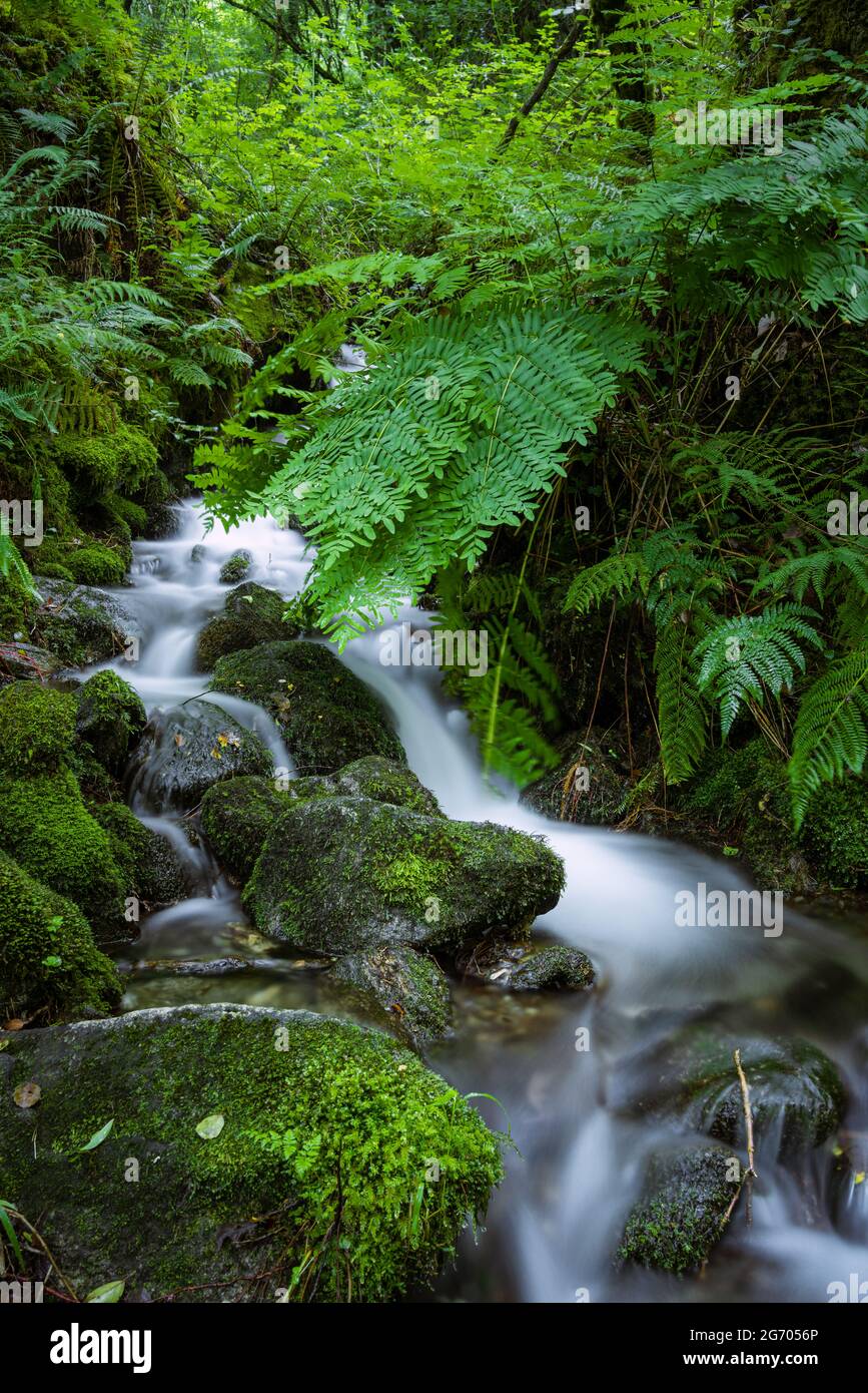 Clean water waterfall in luxuriant green vegetation. Fragas Do Eume ...