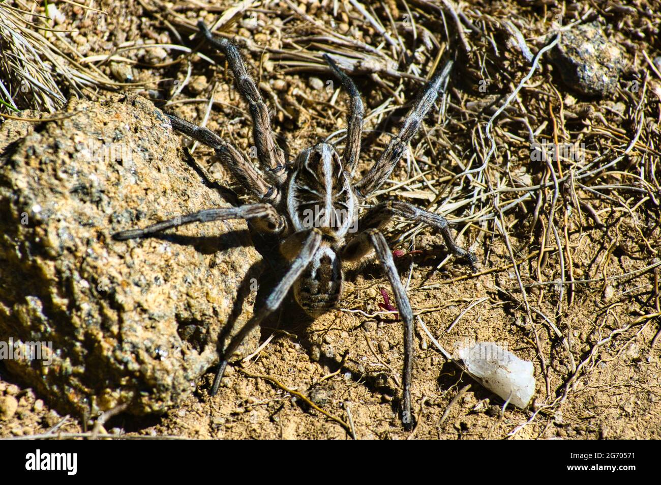 A ground-dwelling Australian wolf spider (Lycosidae) in its natural habitat: the dry, mountainous Bogong Plains in the Australian Alps. Stock Photo