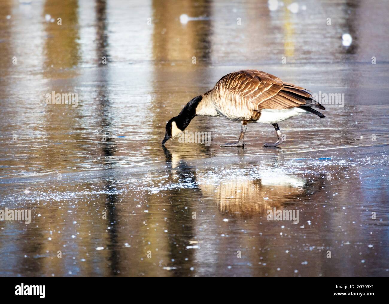 A Canada Goose makes his way across ice.  Reflection in the foreground. Stock Photo