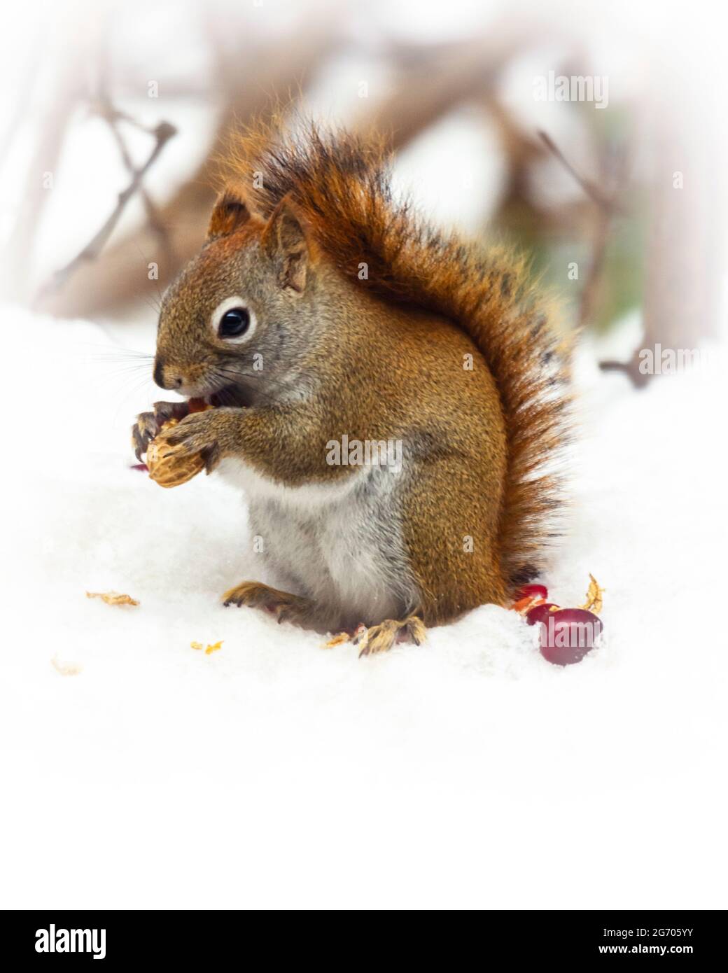 A red squirrel sits on newly fallen snow to eat a peanut during a Wisconsin winter. Stock Photo