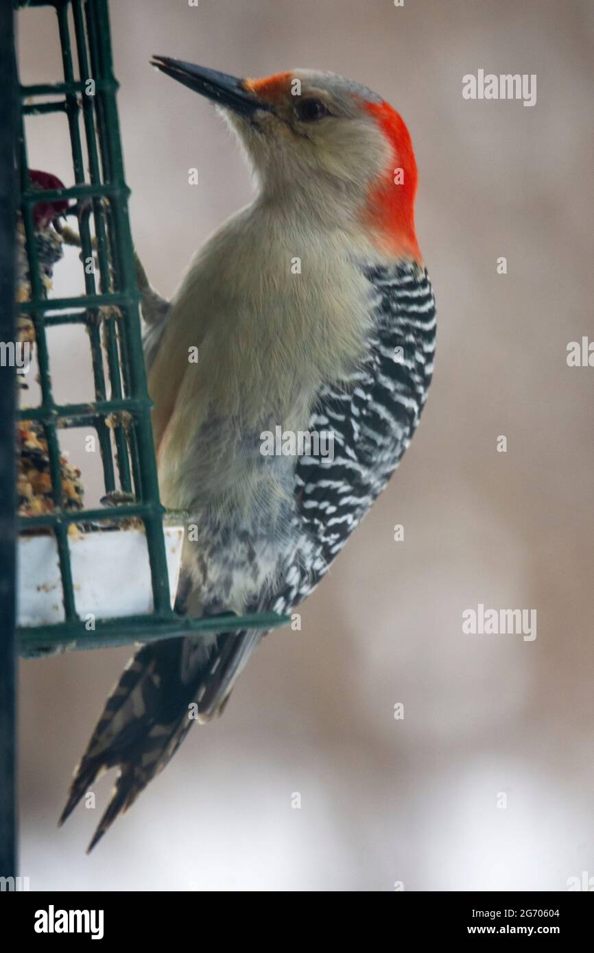 A red bellied woodpecker perches on a suet feeder during a Wisconsin winter day. Stock Photo