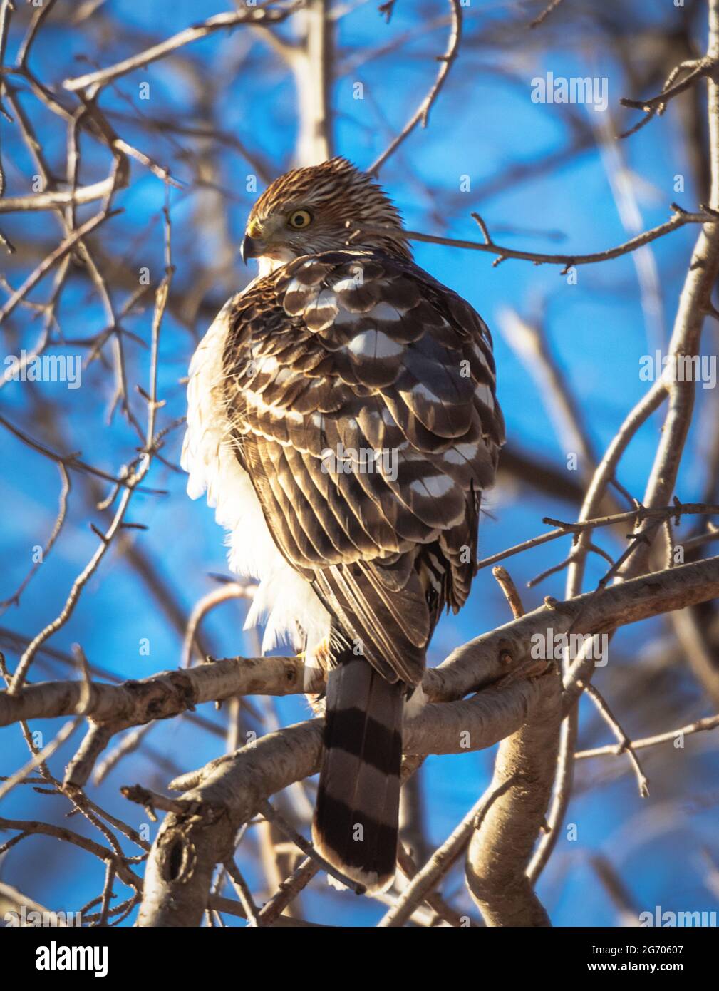 A Coopers Hawk Sits On A Branch In The Winter Afternoon Sun And Intently Watches A Nearby Bird Feeder Stock Photo Alamy