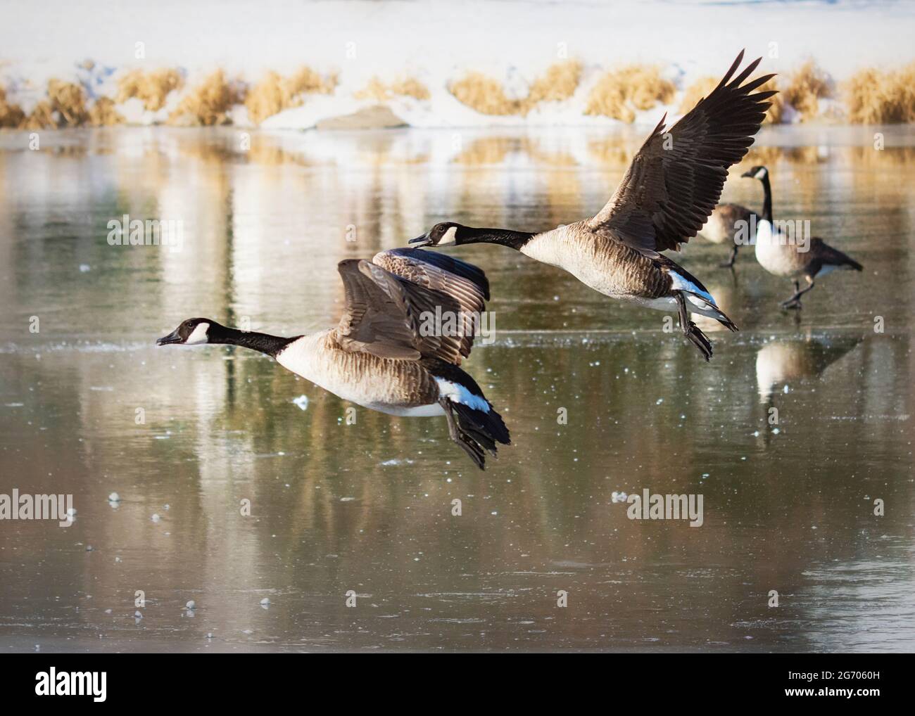 A pair of Canada Geese land with outstretched wings on an ice covered river in the winter. Stock Photo