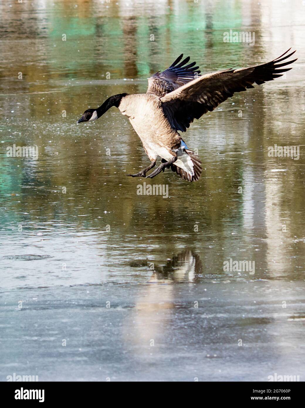 A lone Canada Goose attempts an ice landing on a frozen river. Stock Photo