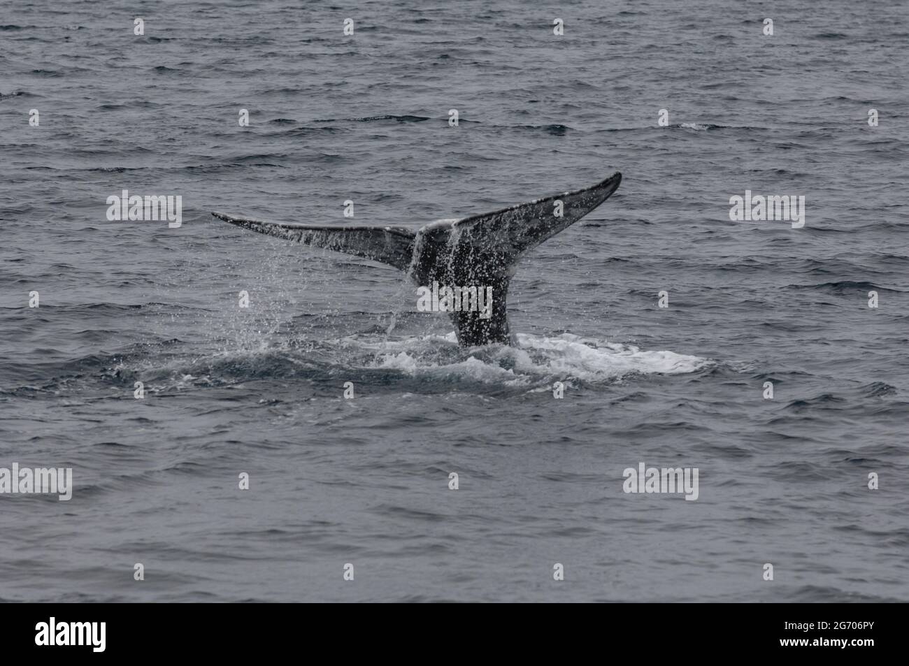 California gray whale hi-res stock photography and images - Alamy