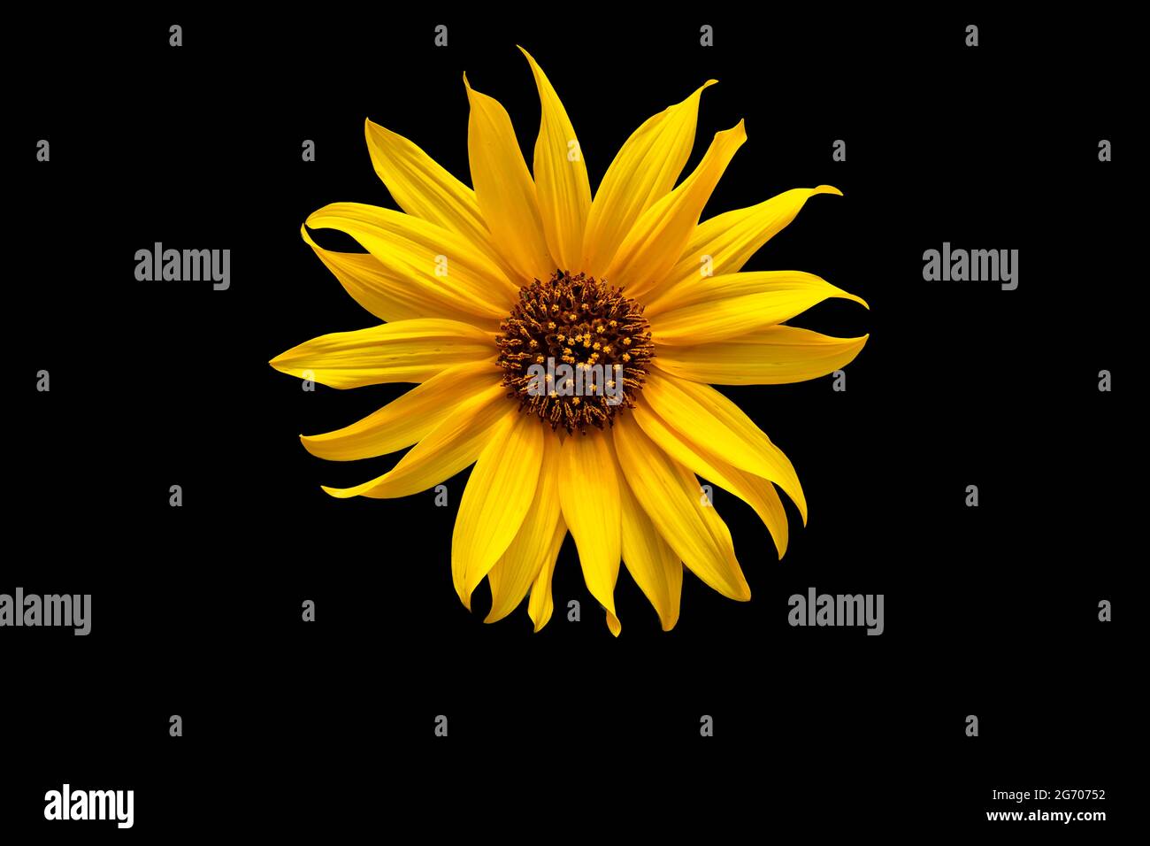 Flower isolated on a black background Stock Photo