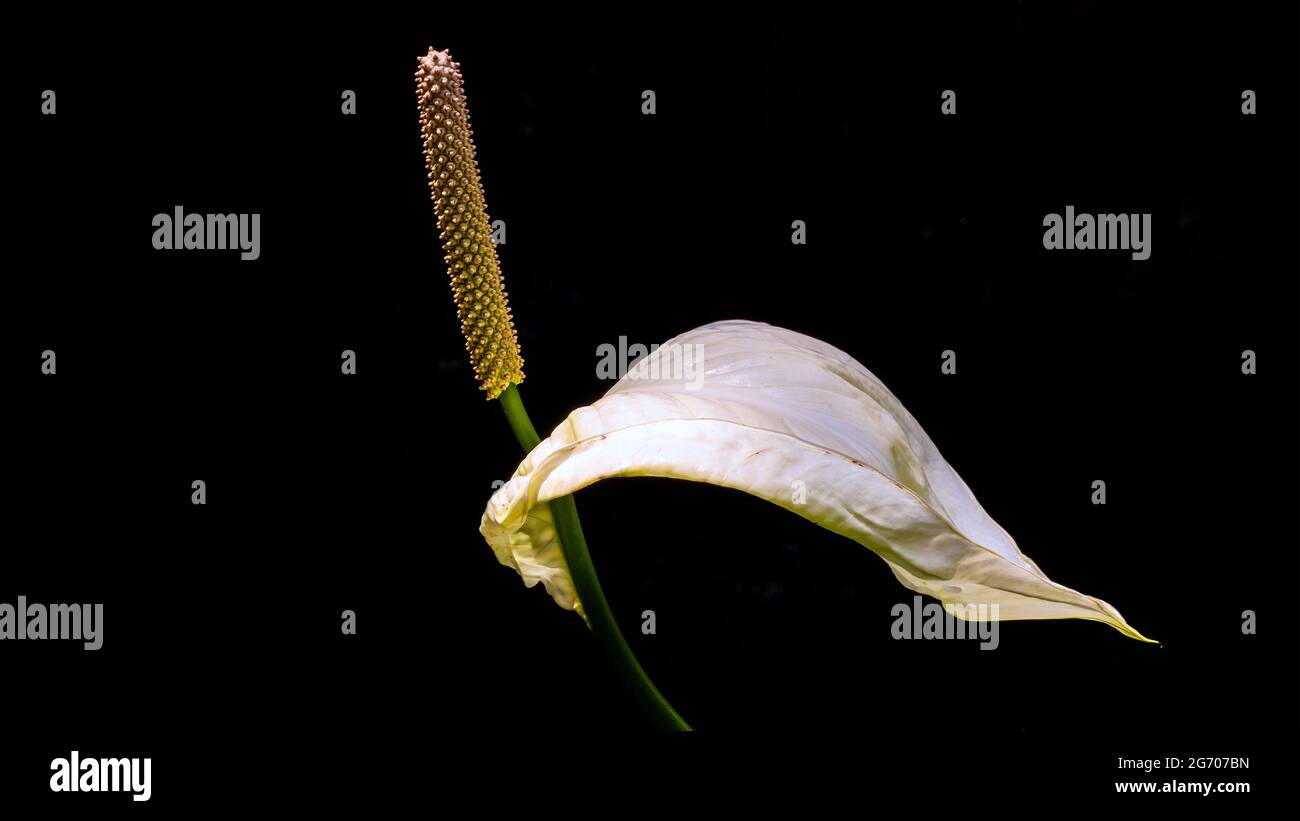 Flower isolated on a black background Stock Photo