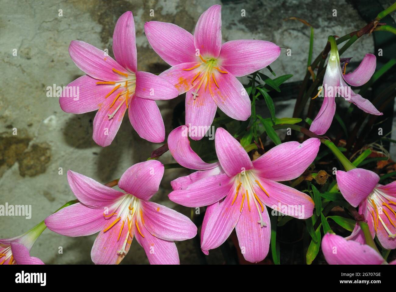 Zephyranthes-Grandjax.i-3184.s