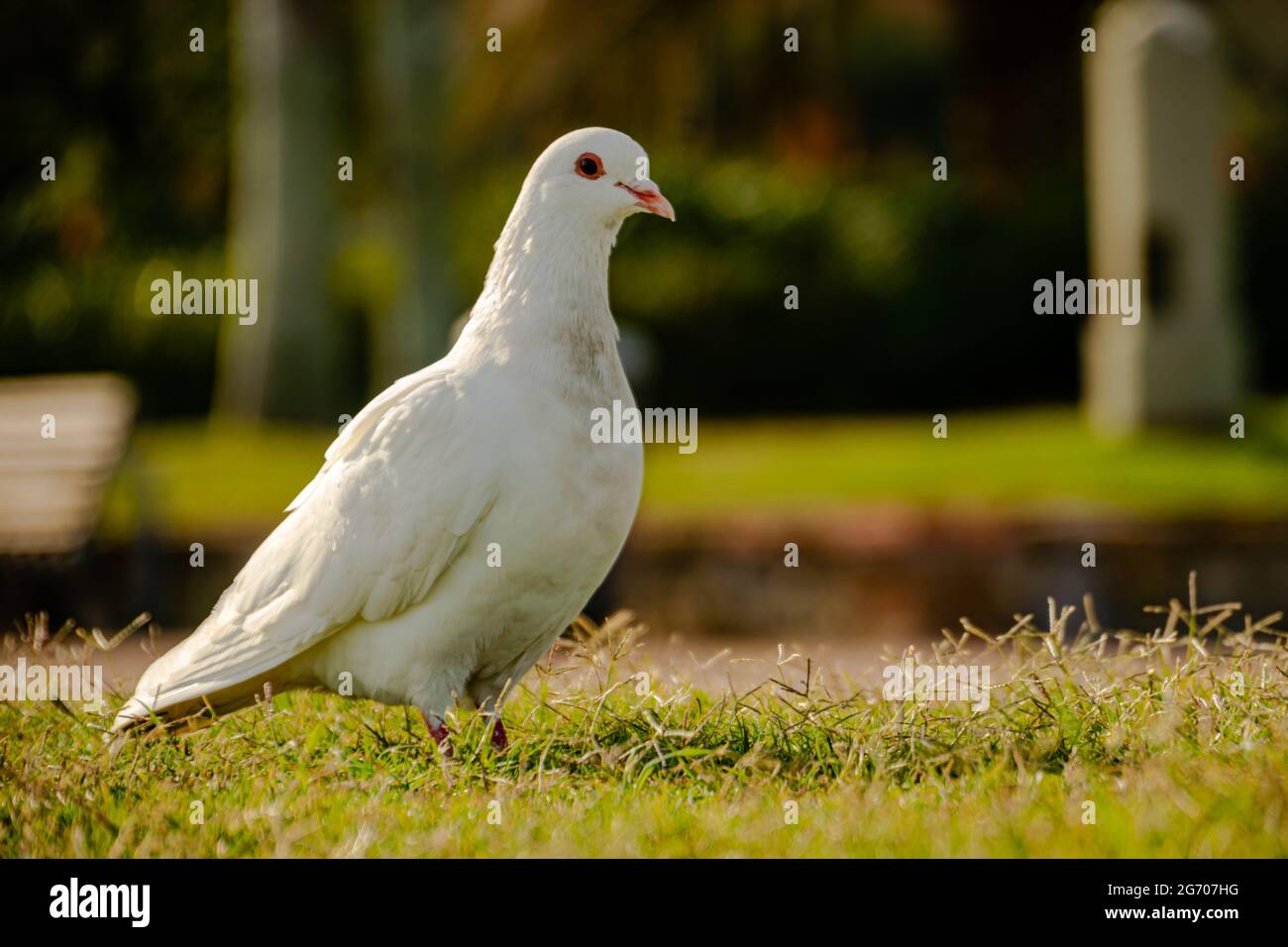 White dove garden bird hires stock photography and images Alamy