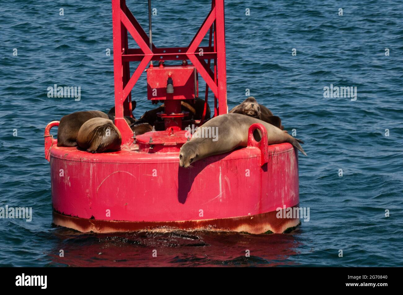 Seals on a harbor bouy near San Diego harbor entrance Stock Photo