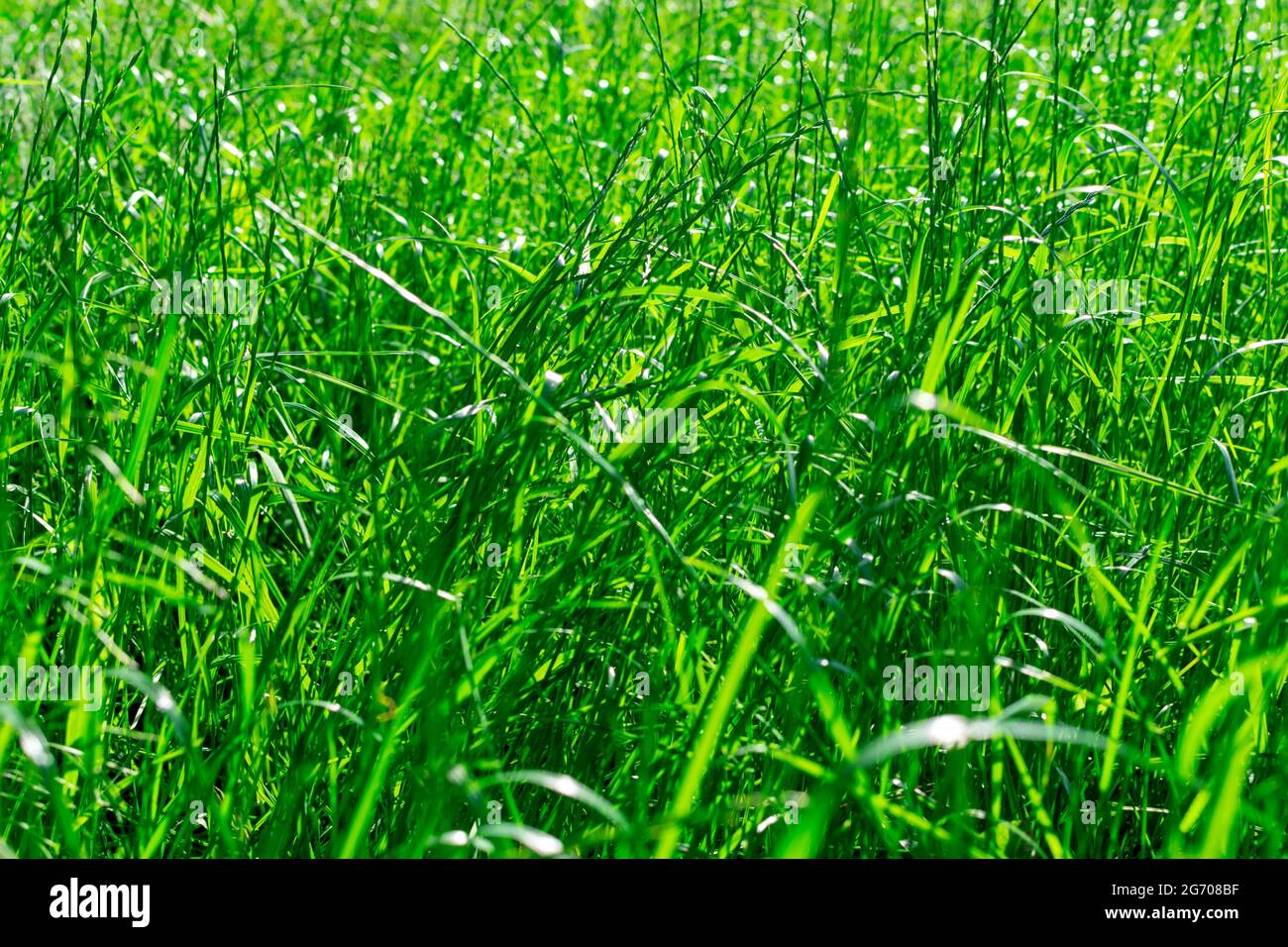Green grass after rain in meadow. Fresh spring green grass background. Bright natural green color. Stock Photo