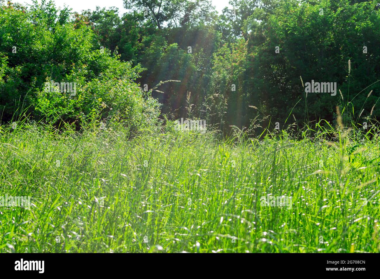 Green grass and trees hi-res stock photography and images - Alamy