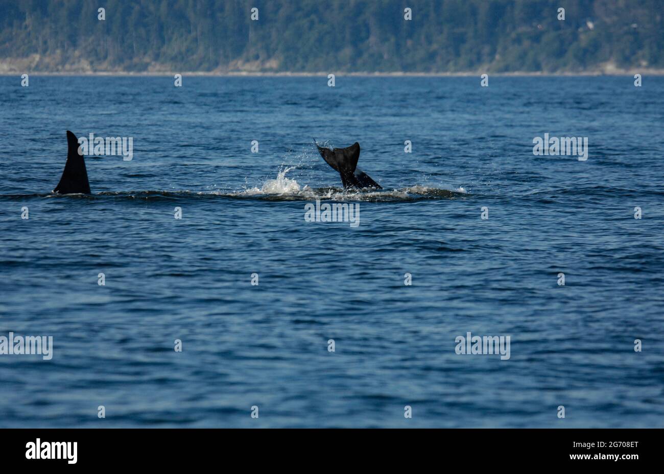 Tail slapping Orcas near San Juan Island, Washington Stock Photo