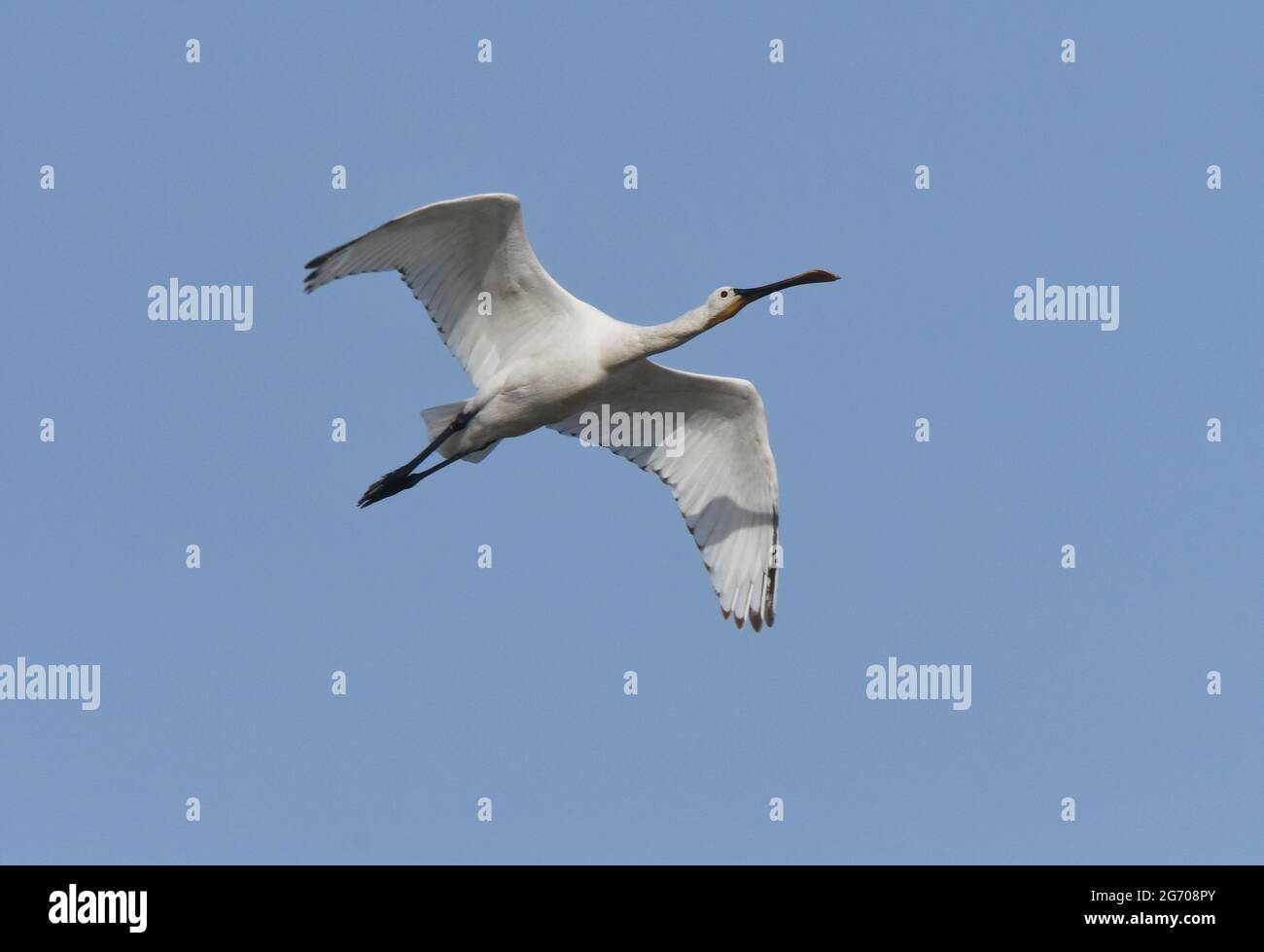 Spoonbill, Platalea leucorodia, flying Stock Photo