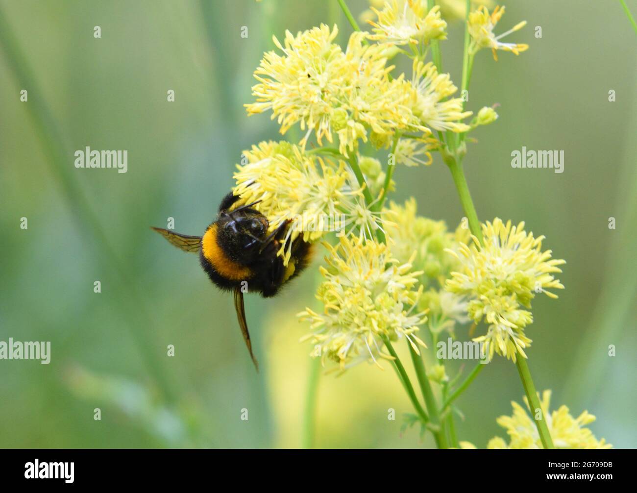 Bee on Yellow Thalictrum flower or Meadow Rue Stock Photo