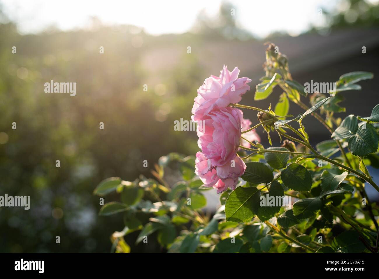Wild roses on a bush in the country. Stock Photo