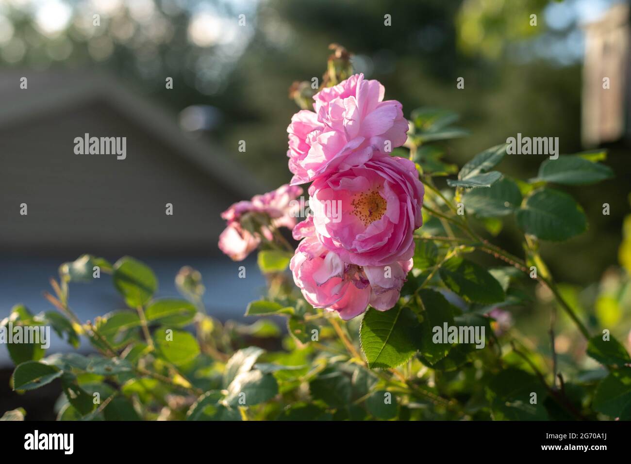 Wild roses on a bush in the country. Stock Photo