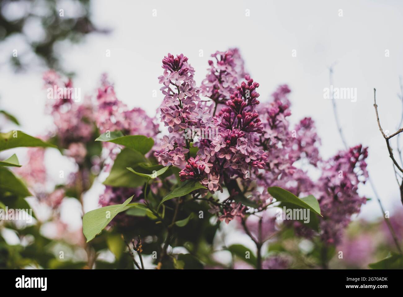 Purple lilacs on a bush Stock Photo - Alamy