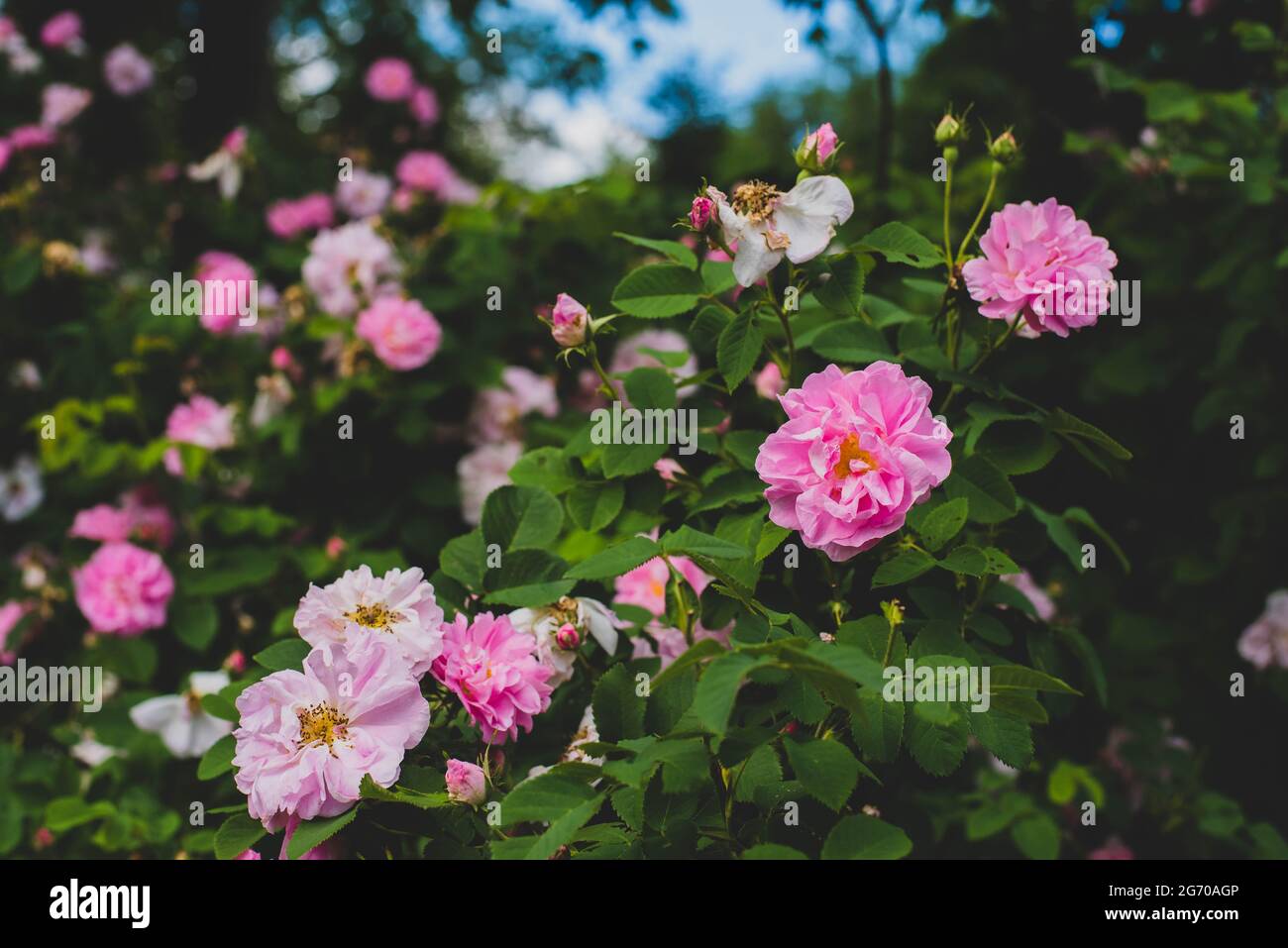 Wild roses on a bush in the country Stock Photo - Alamy