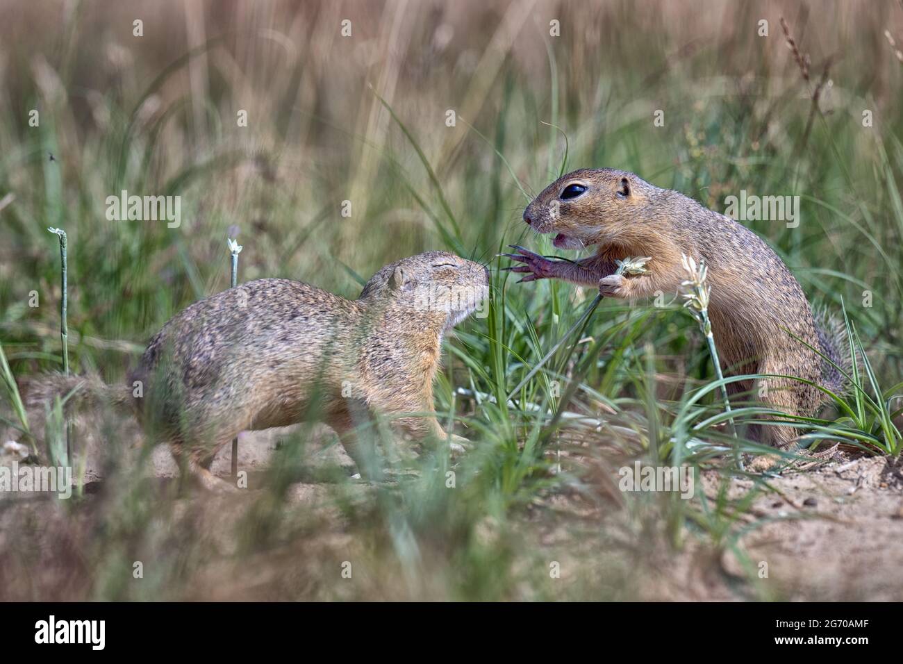 Life Of Ground Squirrels Living In A Protected Area In A Reserve Stock 