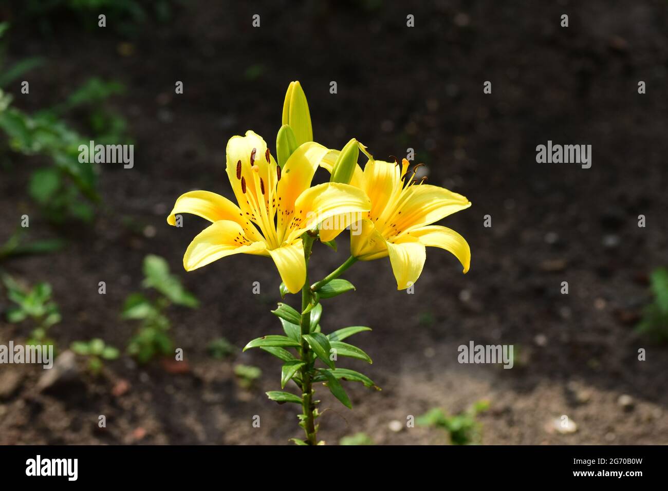 Yellow lily flower on a dark background of grass and ground. Summer. Stock Photo