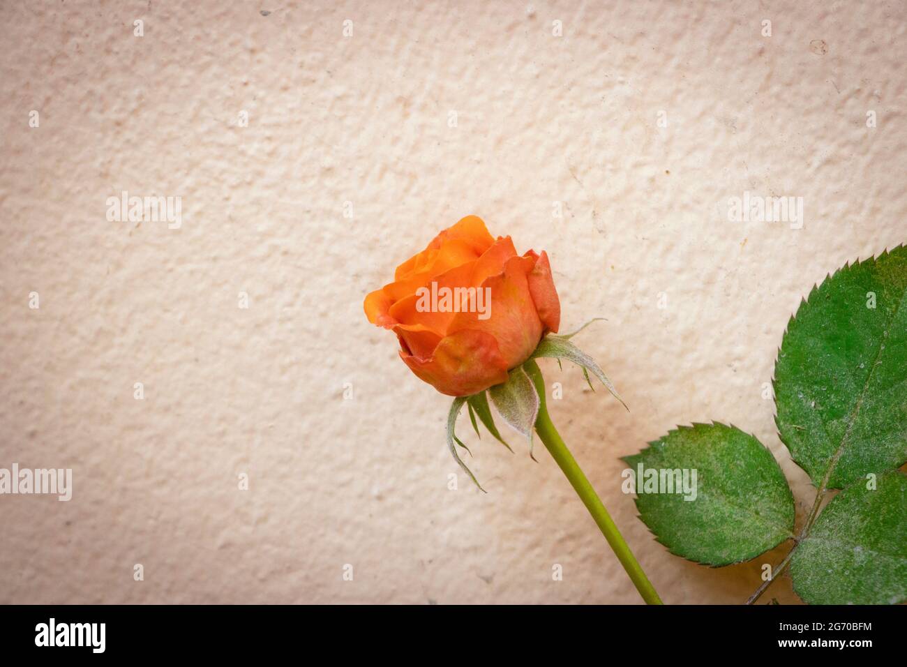 Closeup Image Of Beautiful Orange Color Rose Flower Stock Photo
