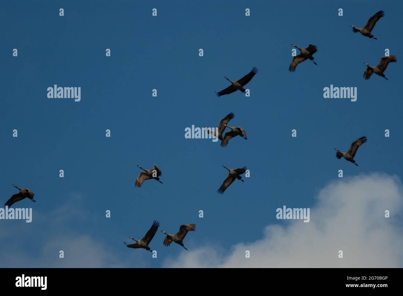 Low angle shot of cranes in the cloudy sky Stock Photo - Alamy
