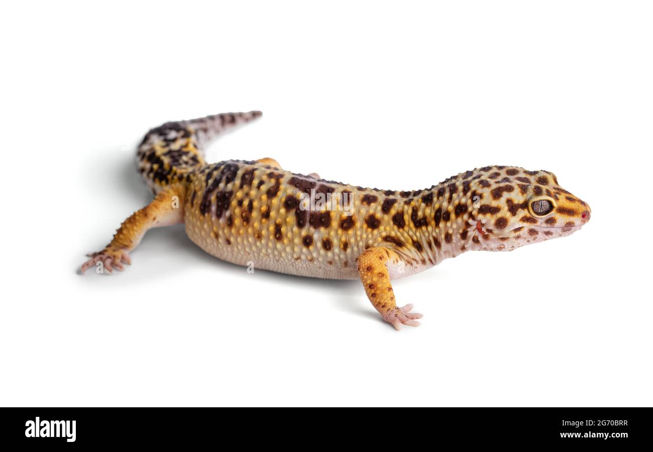 Leopard gecko (eublepharis macularius) on white background Stock Photo