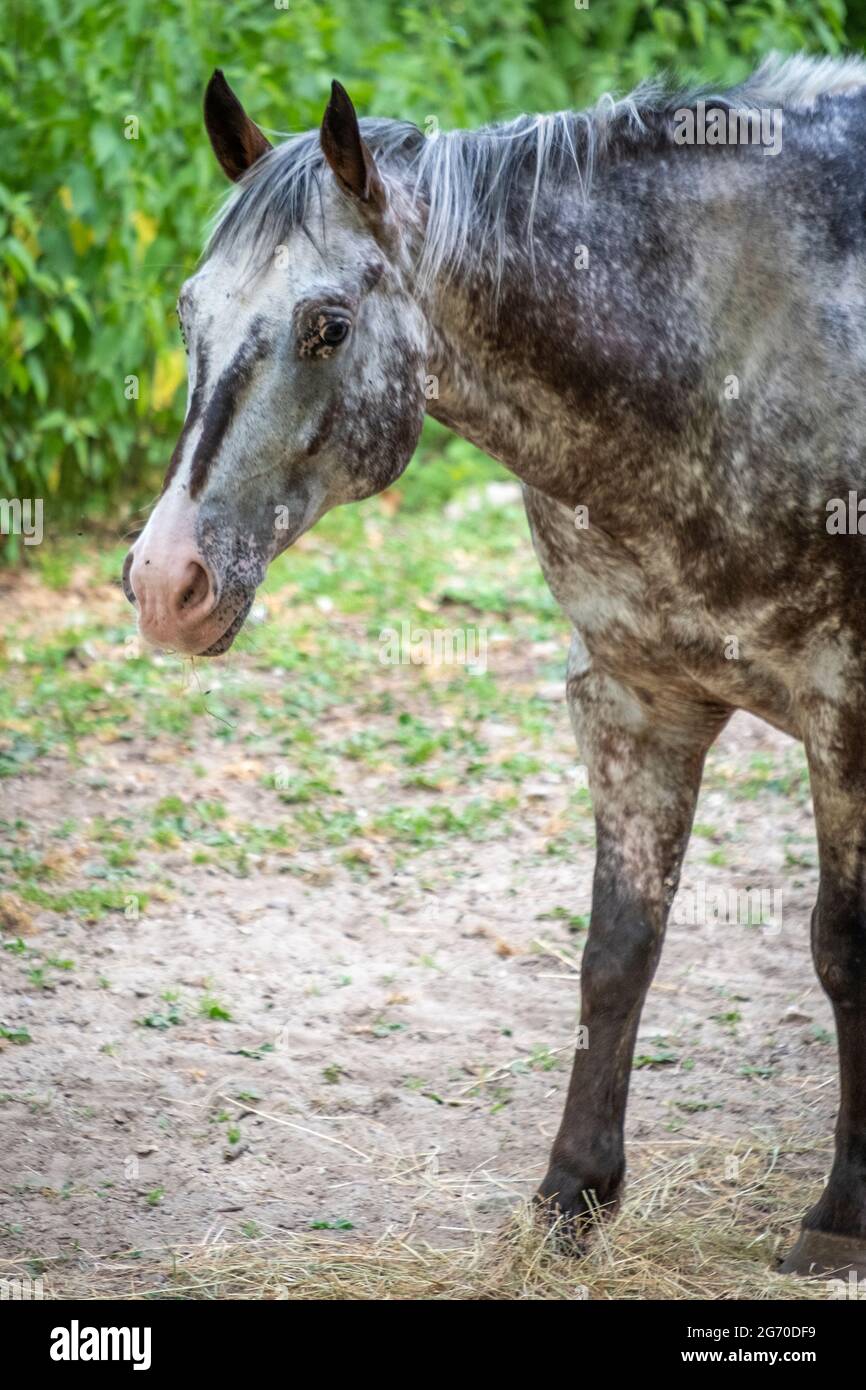 brown and grey horse at the Lago Maggiore Stock Photo Alamy